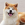 Shiba Köpek